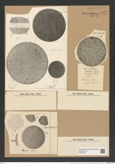 Aulacodiscus argus (Ehr.) A. Schm. (de-Toni-Nr.: Genus 182, Species 4557) Zeichnungen Sammlung Grunow Nr. 8170 (NHMW-BOT-W0377540)